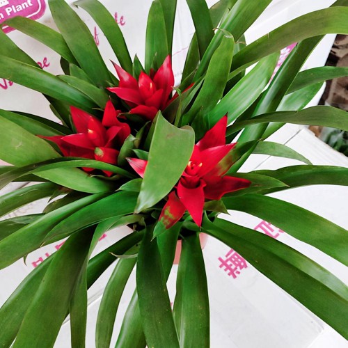 鸿运当头花怎么养（鸿运当头新手养护注意这些地方）