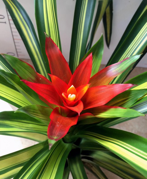 鸿运当头花怎么养（鸿运当头新手养护注意这些地方）