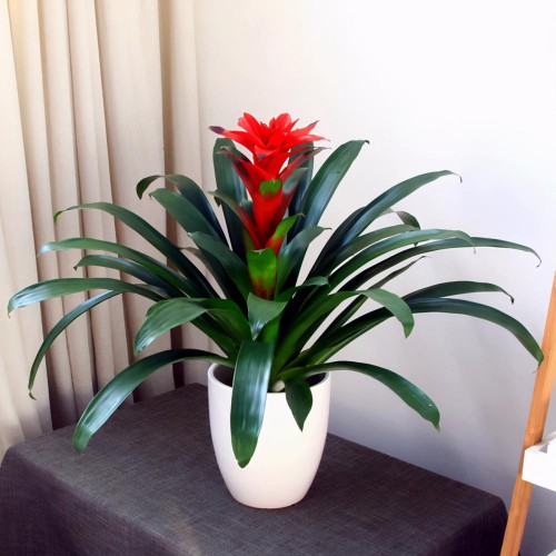 鸿运当头花怎么养（鸿运当头新手养护注意这些地方）