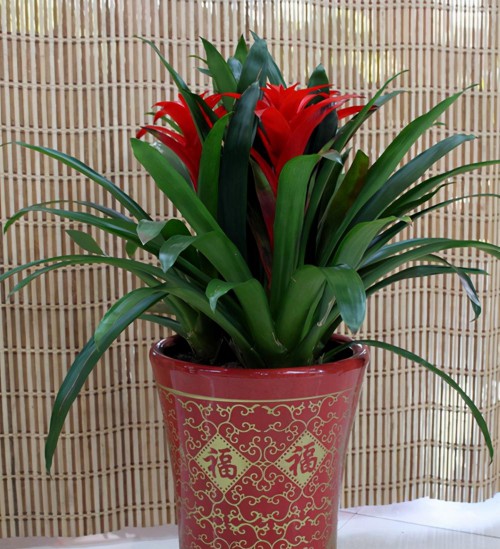 鸿运当头花怎么养（鸿运当头新手养护注意这些地方）