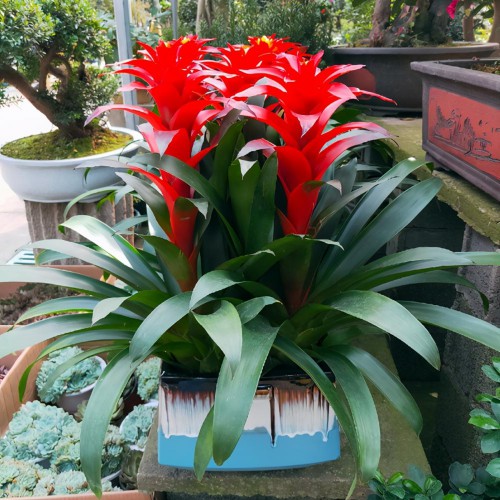 鸿运当头花怎么养（鸿运当头新手养护注意这些地方）