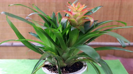 鸿运当头花怎么养（鸿运当头新手养护注意这些地方）