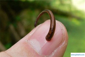 小虫运势网（遇到长虫的运势分析）