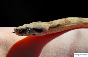 周公解梦梦见杀蛇(周公解梦梦见杀蛇见血)