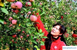 解梦粪便(梦见粪便解梦原版)