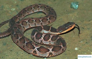 梦到蛇了是什么预兆(结婚女人梦到蛇了是什么预兆)