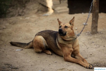 梦见被够狗咬什么意思(梦见狗咬买什么数字)