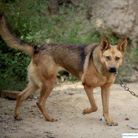 梦见被够狗咬什么意思(梦见狗咬买什么数字)