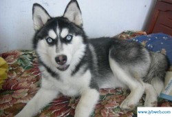 梦见被够狗咬什么意思(梦见狗咬买什么数字)