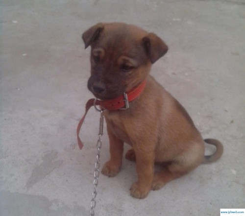 梦见被够狗咬什么意思(梦见狗咬买什么数字)