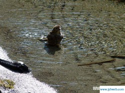 梦见掉到水里(梦见掉到水里了是什么意思)
