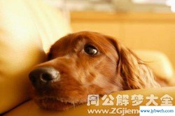 梦见狗咬别人(梦见狗咬别人好不好)