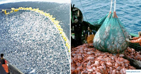 周公解梦梦见杀鱼(周公解梦梦见杀鱼不见血)