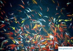 周公解梦梦见杀鱼(周公解梦梦见杀鱼不见血)