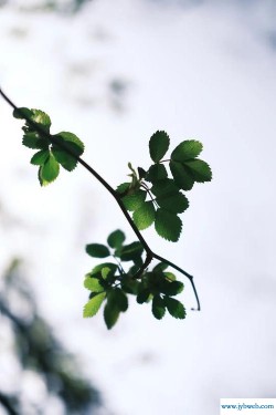 枝叶扶疏(枝叶扶苏还是枝叶扶疏)