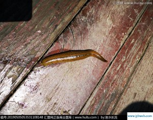 梦见蚂蟥(梦见蚂蟥在自己身上吸血)