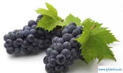 孕妇梦见吃葡萄(孕妇梦见吃葡萄是什么意思)