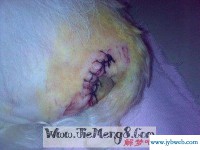 梦见耳朵出血(梦见耳朵流血不止什么预兆)