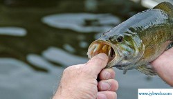 梦到捉鱼(梦到捉鱼捉虾是什么预兆)