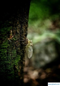 什么若寒蝉(寒蝉效应讲了什么)