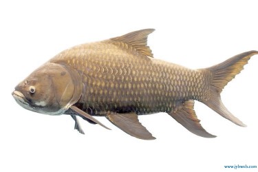 梦见鱼咬手(梦见鱼咬手很痛没出血)