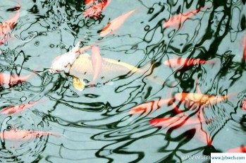 梦见许多鱼(梦见许多鱼在水里跳来跳去)