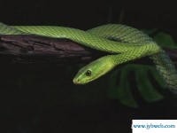 解梦梦见蛇(原版周公解梦梦见蛇)