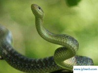 解梦梦见蛇(原版周公解梦梦见蛇)