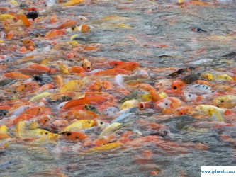 做梦梦见抓鱼(做梦梦见抓鱼没抓到是什么意思)