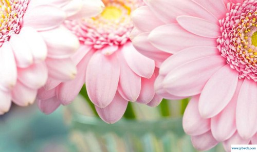 周公解梦梦见花（周公解梦梦见花开茂盛）