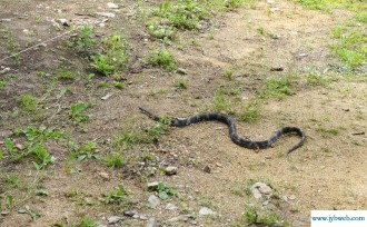 梦见一群蛇(梦见一群蛇缠绕在一起)