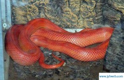 晚上做梦梦见蛇(晚上做梦梦见蛇了,象征着什么意思)