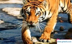 梦见老虎咬人(梦见老虎咬人,自己很害怕,赶快躲起来)