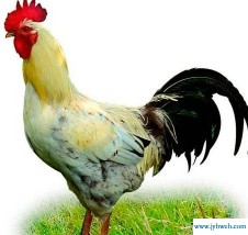 属鸡的今年多大了(属鸡的今年多大了2022)