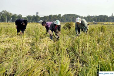 梦见稻谷(梦见稻谷的全部作品)