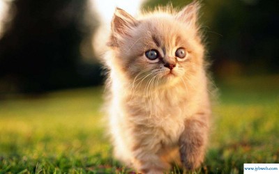 周公解梦大全梦见猫(周公解梦大全梦见猫在我的被子里睡觉)