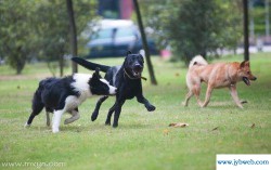 梦见被狼狗追(女人梦见被狼狗追)