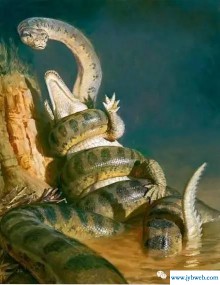 梦见很多条蛇(怀孕梦见很多条蛇)