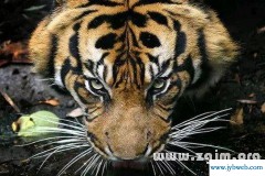 梦见老虎咬我(梦见老虎咬我有人救了我)