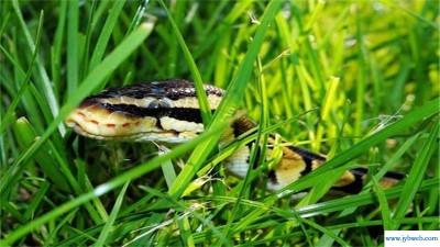 梦到打蛇(梦到打蛇是什么征兆 女性)