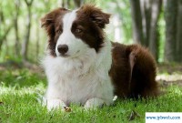 属狗是哪年出生的(属狗是哪年出生的几岁)