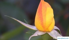 含苞欲放是什么意思(含苞欲放是什么意思解释)