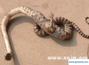 晚上做梦梦见蛇(晚上做梦梦见蛇是什么预兆)