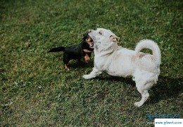 梦见把狗打死了(梦见把狗打死了流了很多血)