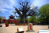 山西洪桐大槐树(山西洪洞大槐树分家)