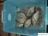 孕妇梦见好多鱼(孕妇梦见好多鱼和虾是什么意思)