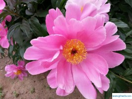 梦见芍药花(梦见芍药花开)