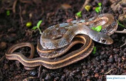 梦见金色蟒蛇(梦见金色蟒蛇缠身)