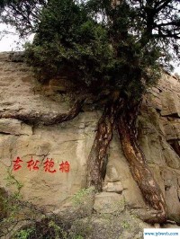 柏怎么读(柏庄的柏怎么读)