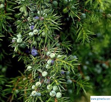 柏怎么读(柏庄的柏怎么读)